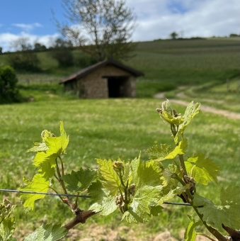Du coté de la vigne - Printemps 2025